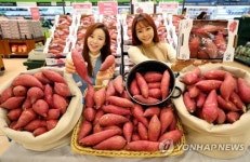 충남에서 자란 고구마 풍원미 맛보세요