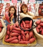 충남에서 자란 고구마 풍원미 맛보세요