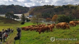 한우 농장 방문한 홍콩 유통 바이어