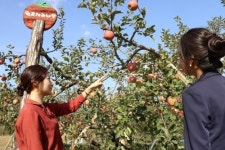 47년 된 후지 사과나무 3그루에 100개씩 주렁주렁