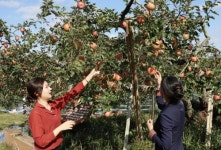 47년 된 후지 사과나무 3그루에 100개씩 주렁주렁