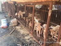 개 사육 농장 철창 속 동물들