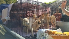 동물보호단체로 가는 개 사육 농장 동물들