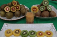 보성 참다래 본격 출하…작황 좋아 생산량 증대 기대