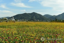 장성 황룡강 노란꽃잔치 현장