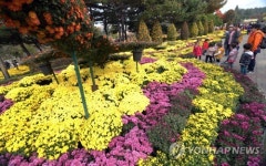 화려한 익산 국화축제장