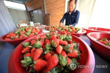 새콤달콤 산청 딸기 맛보세요