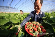 새콤달콤 산청 딸기 맛보세요