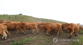 축사로 향하는 대관령 한우