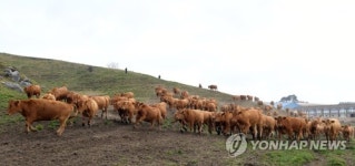 축사로 향하는 대관령 한우