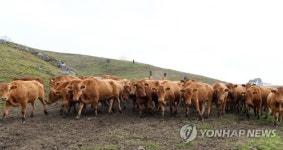 축사로 향하는 대관령 한우