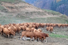 내년 봄을 기약하며…축사로 향하는 한우들