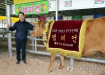 고흥산 암소, 전남 한우 챔피언 등극