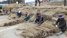 선교장 초가 이엉 엮는 어르신들
