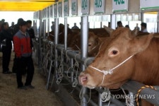 전남 한우경진대회