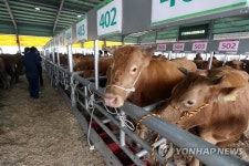전남 최고의 소를 찾아라