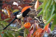 까치 밥 먹는 까치