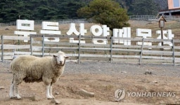 무등산양떼목장