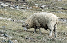 무등산양떼목장