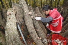 한라산 표고버섯 첫 수확