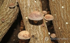 한라산 표고버섯