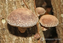 한라산 표고버섯