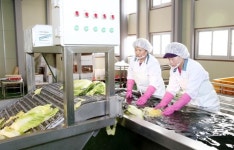 꾸준한 수요 서산 절임배추 김장철 앞두고 인기