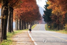 진안 메타쉐쿼이아 길 장관