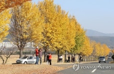 노랗게 물든 은행나무길