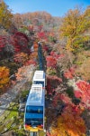 [길따라 멋따라] 내일이면 늦으리…겨울비 촉촉한 화담숲에서 심쿵