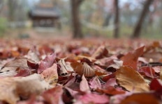 낙엽을 양질의 퇴비로…고양시 녹지대 좋은 낙엽 농가 지원