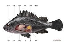 수산과학원 넙치 등 양식 수산물 13종 해부 도감 발간