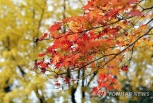 곱디 고운 가을 빛깔