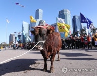 도심 속 소 한마리