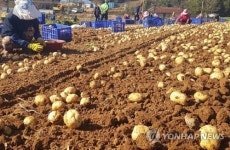 가을햇살 받아 속이 꽉 찬 가을 감자 수확