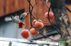 눈오는 날 까치밥은 내꺼!