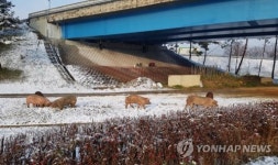 고속도로변에 돌아다니는 돼지