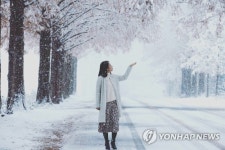 진안 메타세콰이아길 겨울 정취 듬뿍