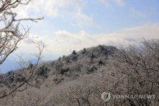 평창 발왕산에는 하얀 눈꽃이 활짝