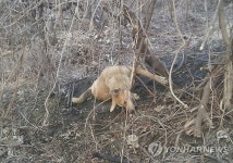 서울 야산 들개 170여마리 추정…포획 건수 50배 이상 껑충