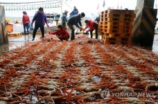 울진 첫 대게잡이