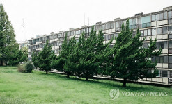 개포주공4단지의 향나무 군단