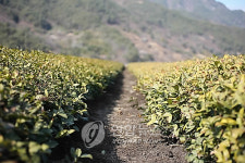 천년 세월 하동 전통차 농업 세계중요농업유산 등재
