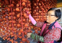 진안군 학동마을 감 말기기 한창