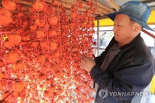 진안군 학동마을 감 말기기 한창
