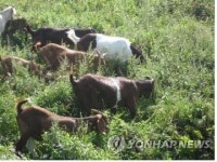 염소 초지서 방목하면 사료비 줄고 번식률 높아져