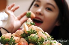 하얀 딸기 맛보세요
