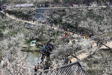 광양 매화마을·백운산휴양림 전라도 대표관광지 선정