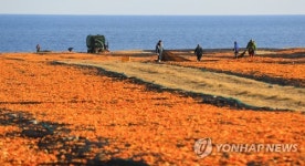 감귤 껍질 말리는 풍경