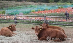횡성군 다산 암소 지원…한우 안정적 생산기반 구축